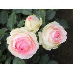 Róża parkowa Eden Rose       9