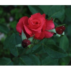 Róża wielkokwiatowa Venrosa