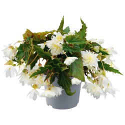 Begonia hybrida FUNKY White...