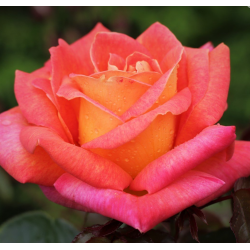 Róża wielkokwiatowa PICADILLY