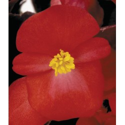 Begonia semperflorens New...