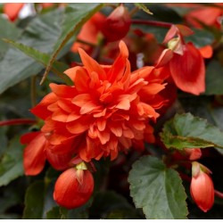Begonia Hybrida Grace Orange