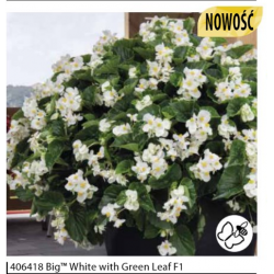 Begonia hybrida Big WHITE...